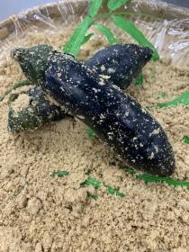 【もり香蔵】本格　古漬け　　なす　【一本】